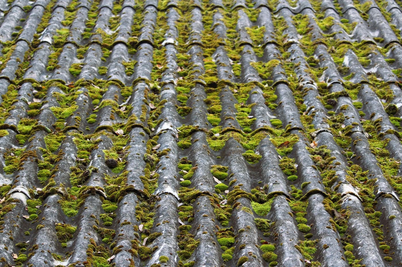 Pan de toiture grisé par la mousse verte qui s'installe entre les ondes des tuiles